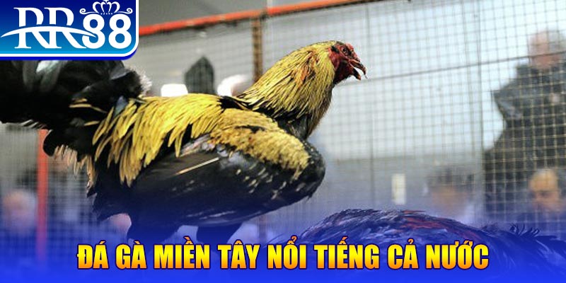 cwin 05 đá gà 88